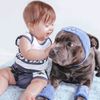 twostaffiesandababy