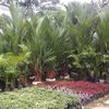 kissbunga_puyoh