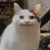 kentribao