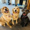 Nemo, Cali & Fletcher