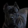 flaka0790