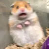 rraaffiikkii
