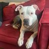 drethepiggypittie