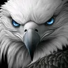 ali221423