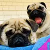 2pugsonamission