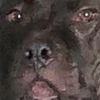 maxi_dog1234