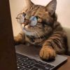 coding.kitty