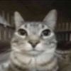 me0wsmeowz