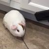 tinycrabbrainrave