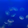 moana_0516