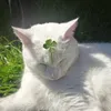 muoio