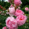 mohamd36_