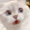 qiuu.yue