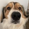 bowiethefluffy