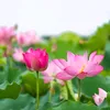 thuonganh_30