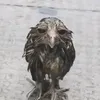 peniscopes