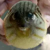 ftwo.8