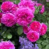 meomeo_837.0