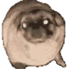 vibingdancingpug
