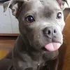 stopitsuzan