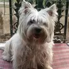 annapernice52