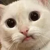 andreaspost5