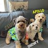 Snowy.Zeus.Apollo