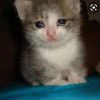 iloveclairoandcats