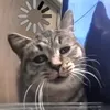_kittikitty