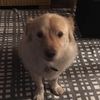 _dogsforlife