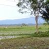jayantaborah691