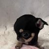 nyshma_19