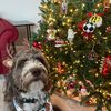 cwillydog