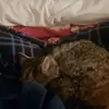 abbysseenya