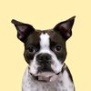 bessietheboston