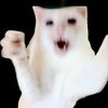 cat_festation