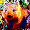 neonwombat