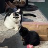 jasper_and_littlejade