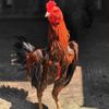 Majujaya Rooster Farm