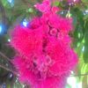 jambu_2