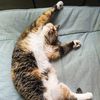 missingkitten05
