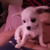 pollychicosnowballswif45