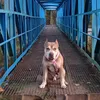 upileash