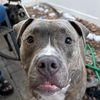 petegiii