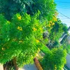 dyar_bakr04