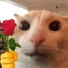 conchongung6