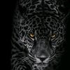 nadir_musaev3