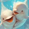 thewhalebeluga