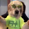 goldenbandi