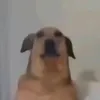 sapitolechoso